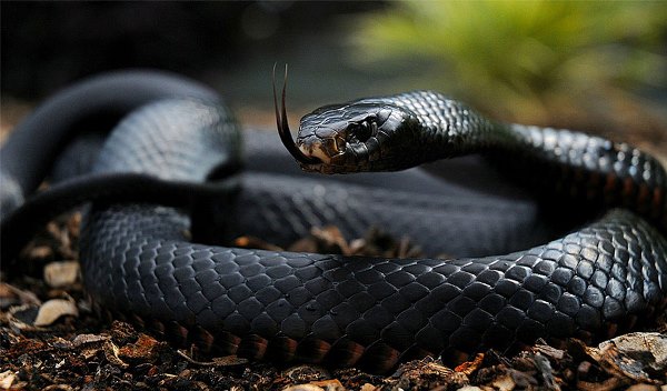 Most Poisonous Snakes