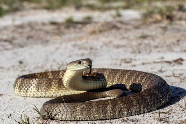 Most Poisonous Snakes