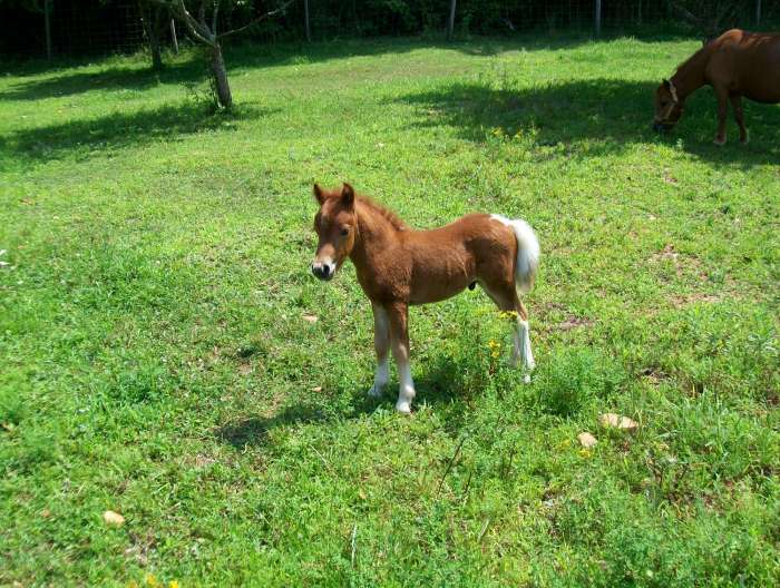 Cute Baby Animals