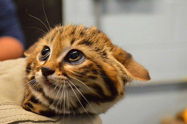 This Puss in the Boots is Baby Black Footed Cat