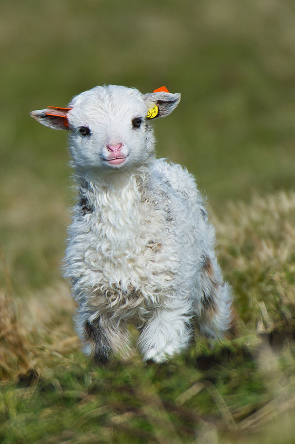 61 Cute Baby Animals Pictures That Will Make You Say Aww