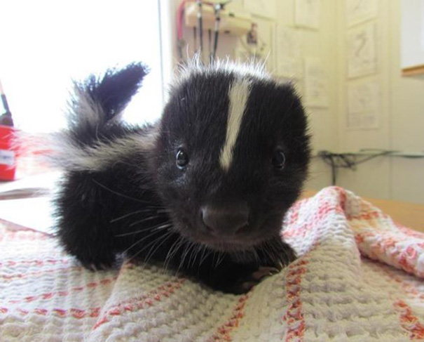 You can't get any cuter than this darling baby skunk