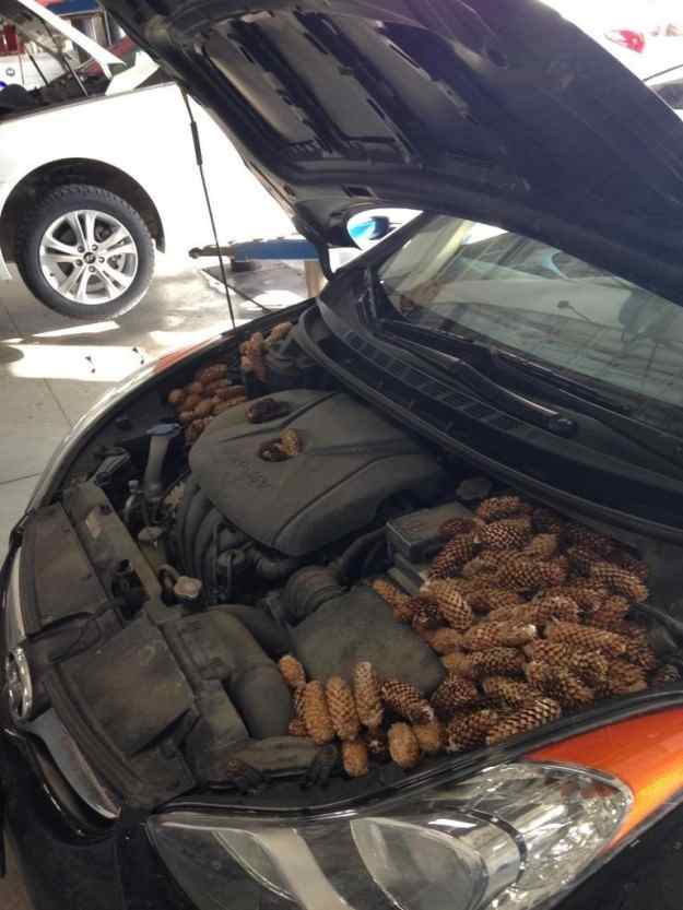 photos that will make mechanics angry