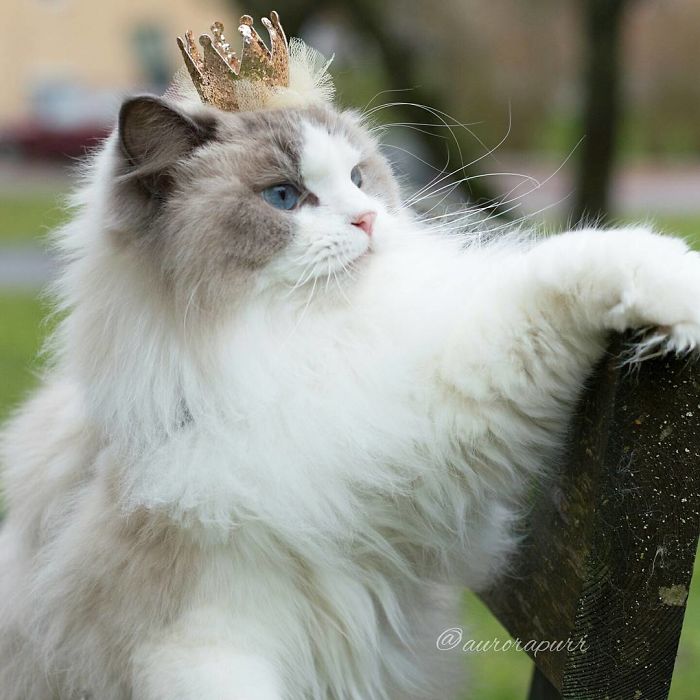Aurora Beautiful Fluffiest Princess Cat