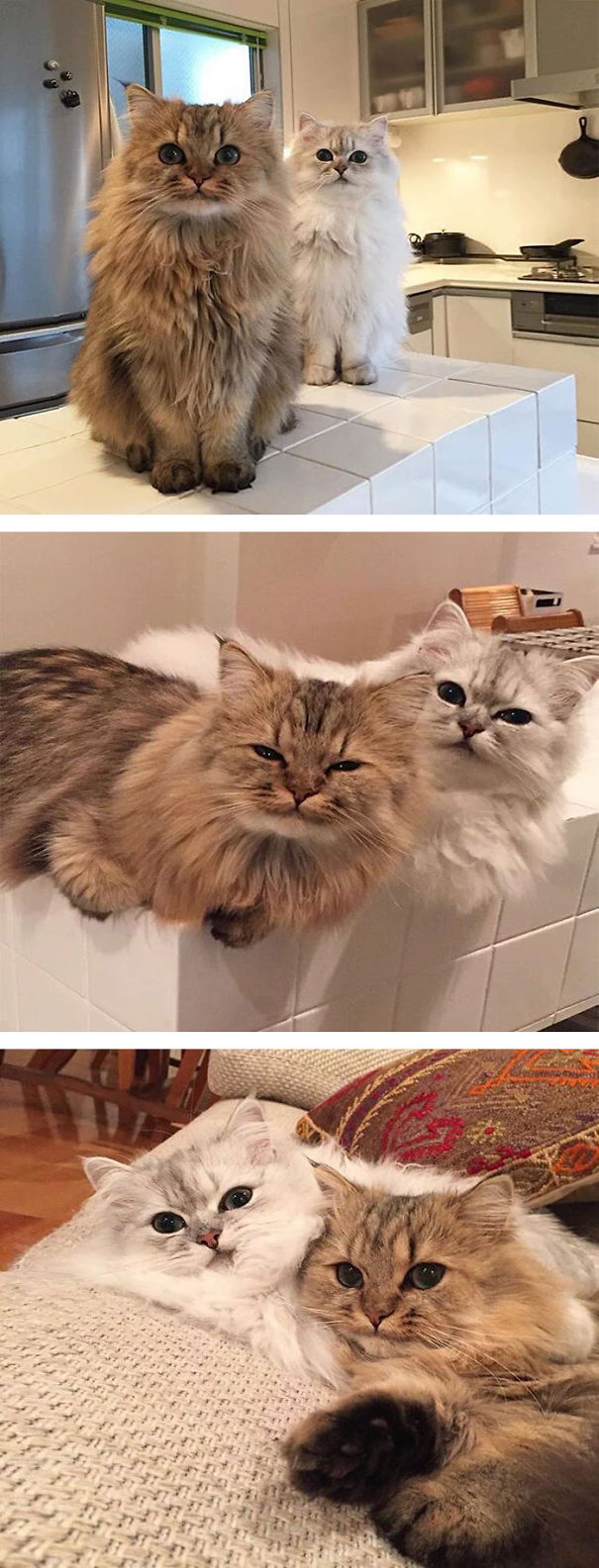 Fluffiest Cats in The World