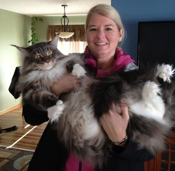 31+ Fluffiest Cats in The World That Will Make You Inexplicably Happy