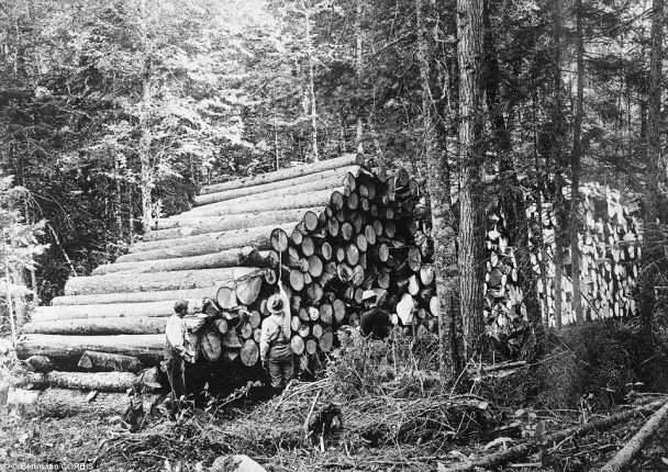 23 Vintage Lumberjacks Photos Who Felled Giant Trees With Hand Tools ...