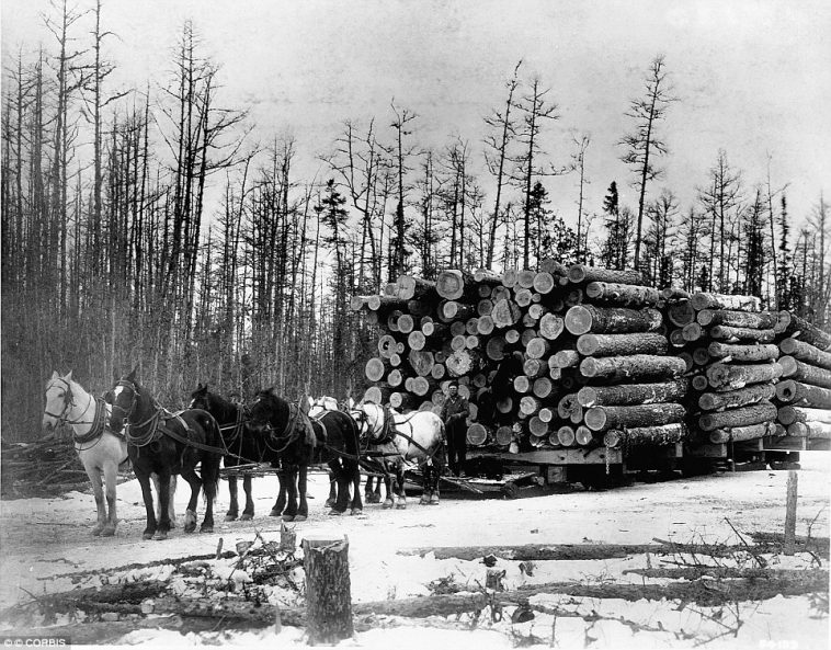 23 Vintage Lumberjacks Photos Who Felled Giant Trees With Hand Tools ...