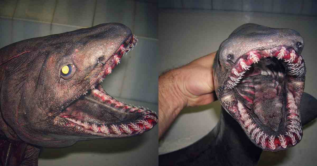 mysterious deep sea creatures photos