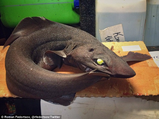 mysterious deep sea creatures photos