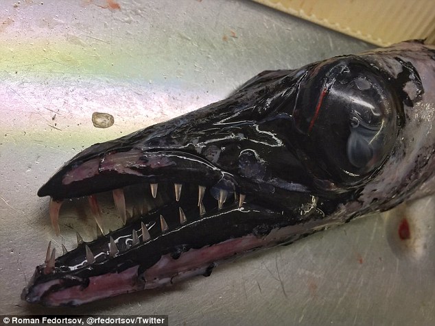 mysterious deep sea creatures photos