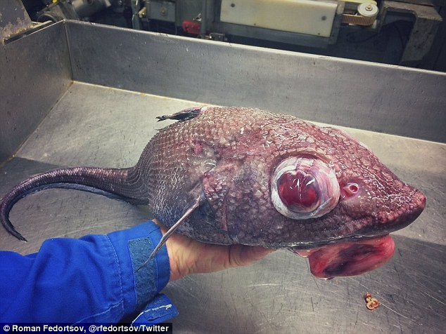 mysterious deep sea creatures photos