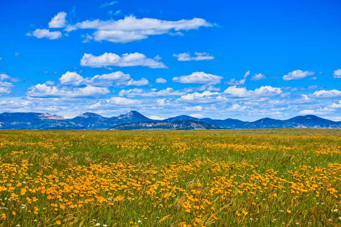 Top 10 Largest Grasslands in The World