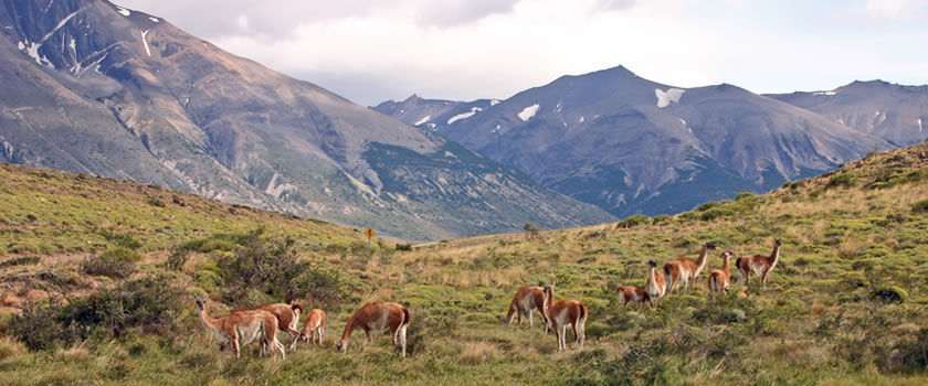 Top 10 Largest Grasslands in The World