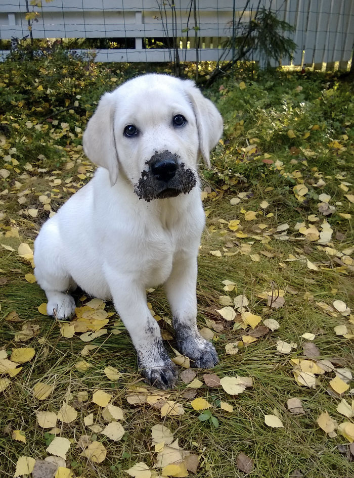 Dogs Play In The Mud