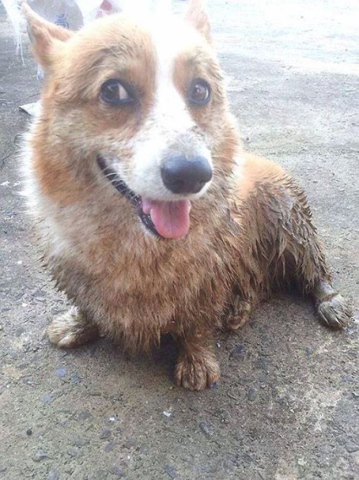 Dog Play In The Mud